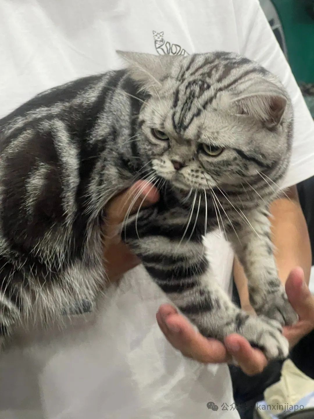 2024年新加坡猫咪节开幕啦,这里也有中国的狸花猫?!