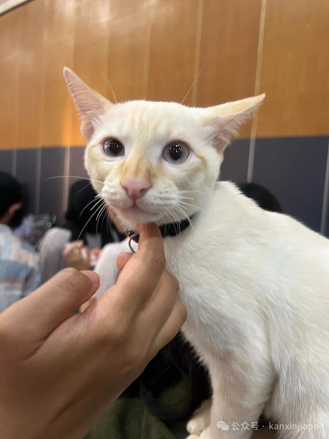 2024年新加坡猫咪节开幕啦,这里也有中国的狸花猫?!