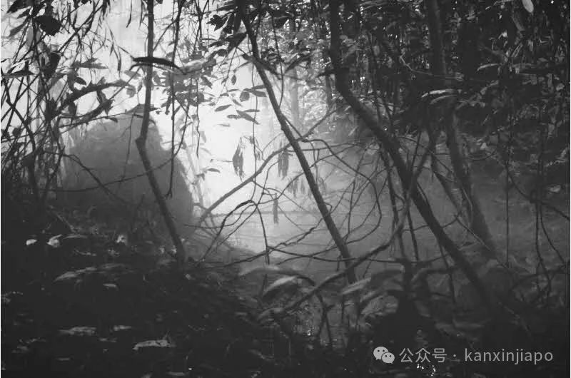 2025年新加坡艺术周来了!Light to Night等100多场活动逛不停