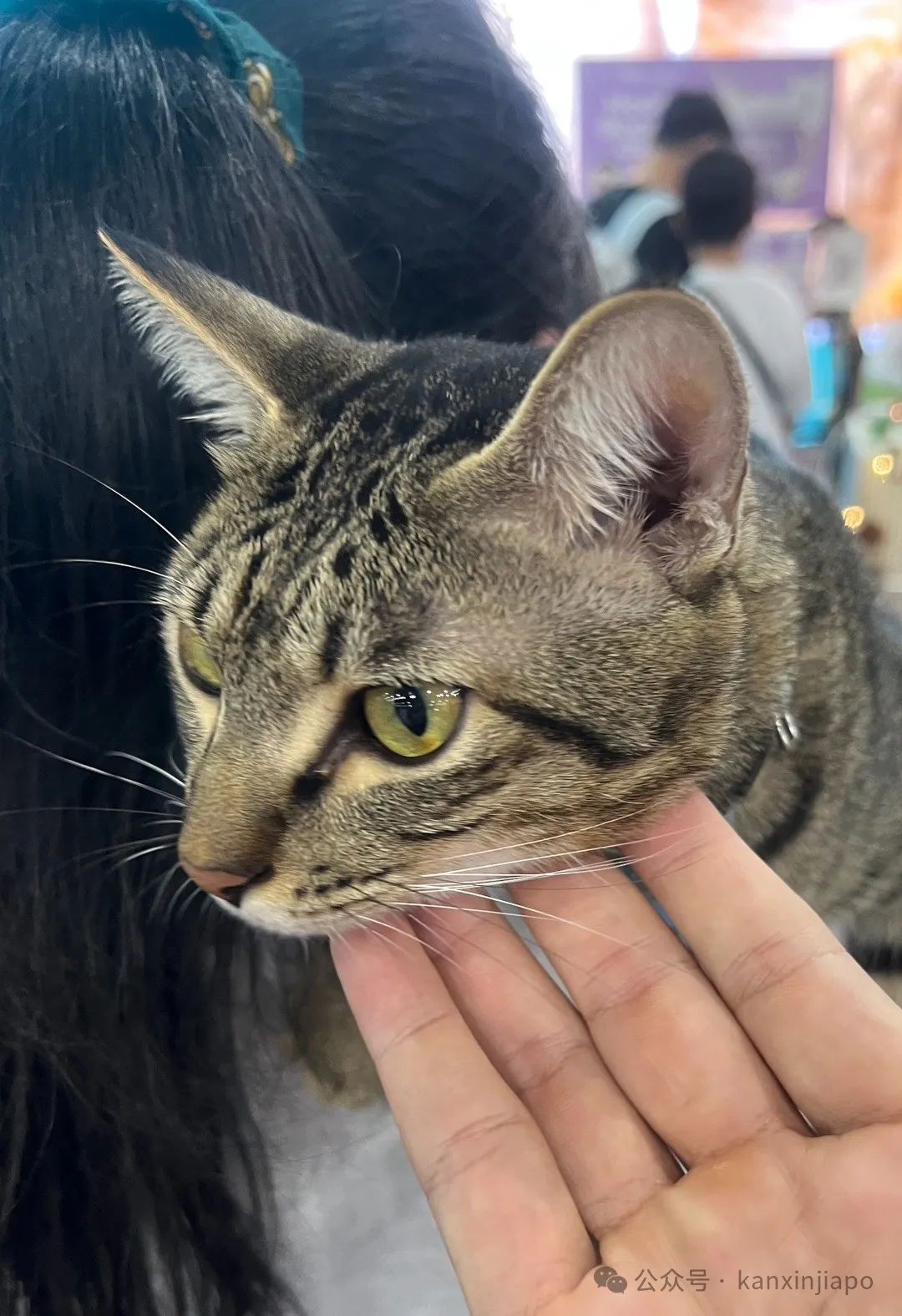 2024年新加坡猫咪节开幕啦,这里也有中国的狸花猫?!