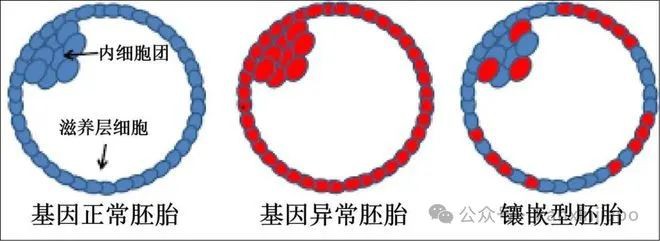 第三代试管婴儿治疗,新加坡不孕不育夫妻的一场昂贵、冒险和不必要的赌博?