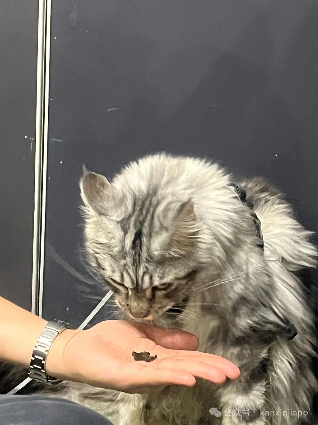 2024年新加坡猫咪节开幕啦,这里也有中国的狸花猫?!