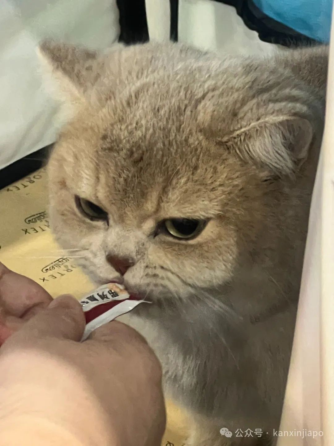 2024年新加坡猫咪节开幕啦,这里也有中国的狸花猫?!