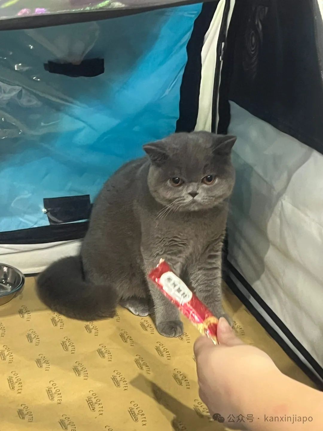 2024年新加坡猫咪节开幕啦,这里也有中国的狸花猫?!
