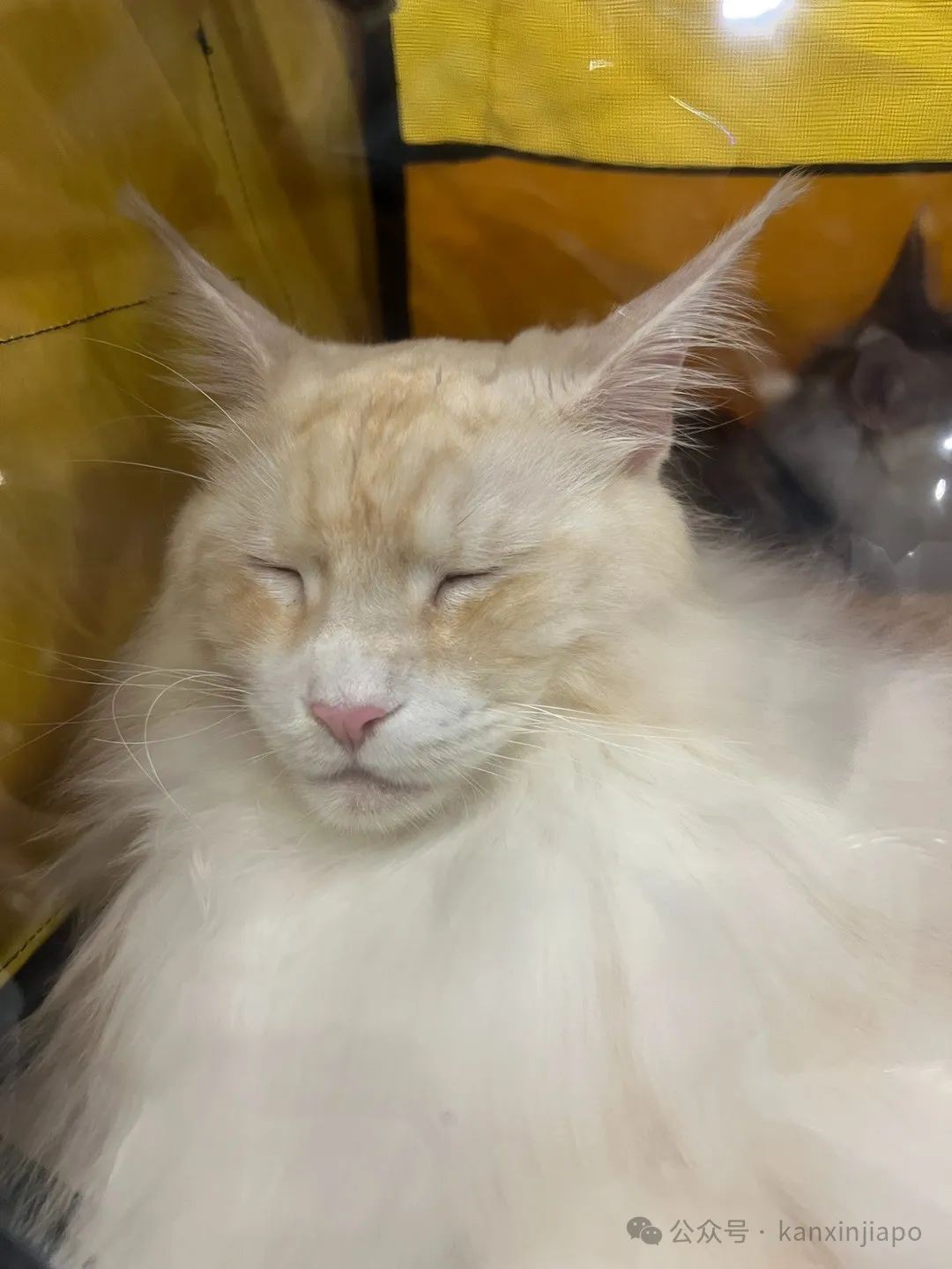 2024年新加坡猫咪节开幕啦,这里也有中国的狸花猫?!