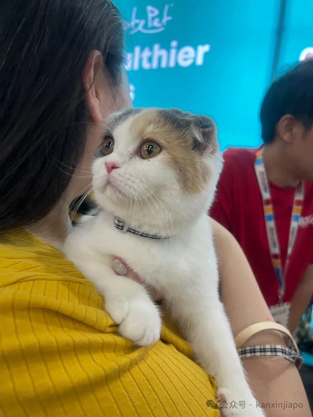 2024年新加坡猫咪节开幕啦,这里也有中国的狸花猫?!