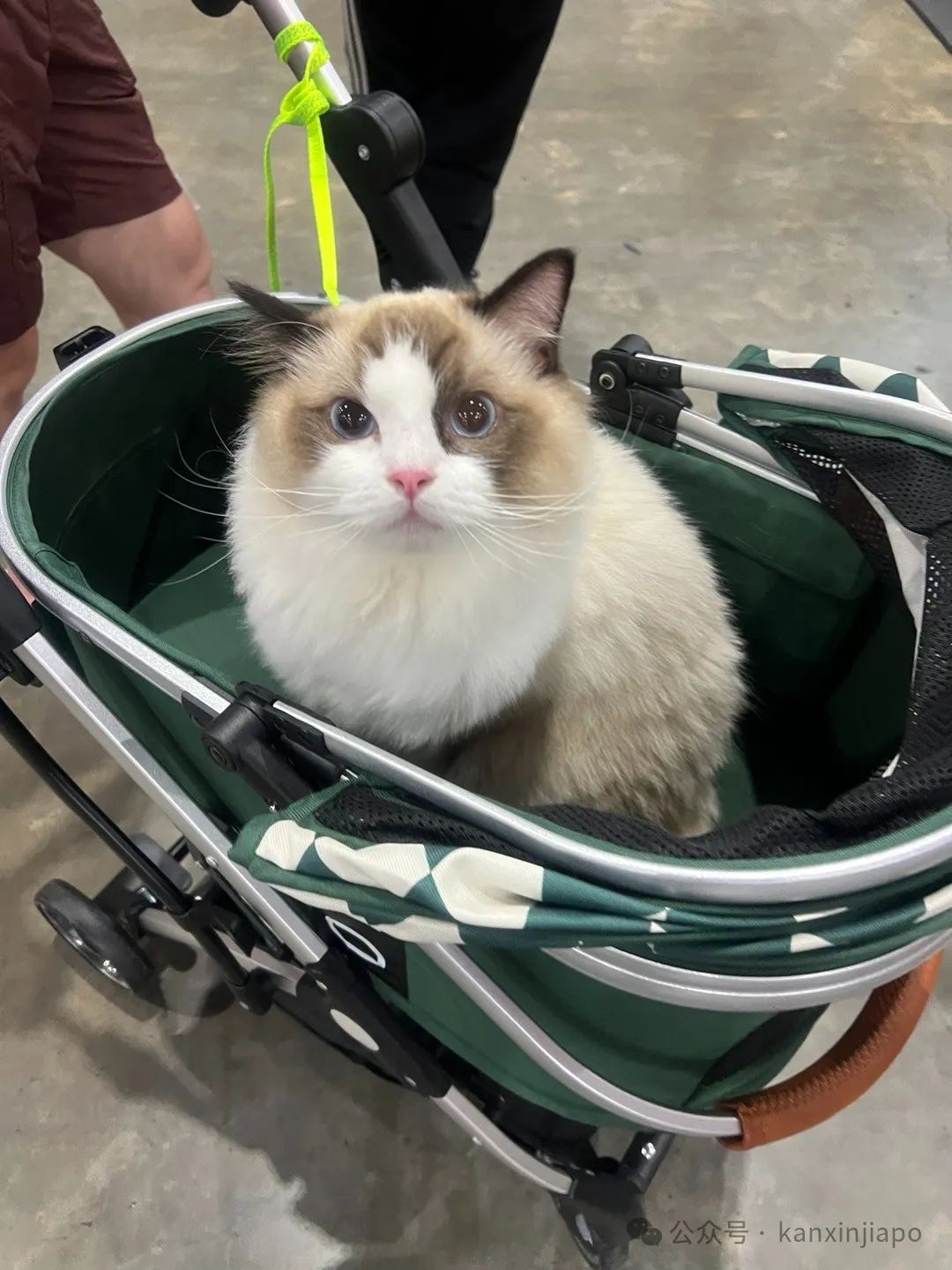 2024年新加坡猫咪节开幕啦，这里也有中国的狸花猫？！
