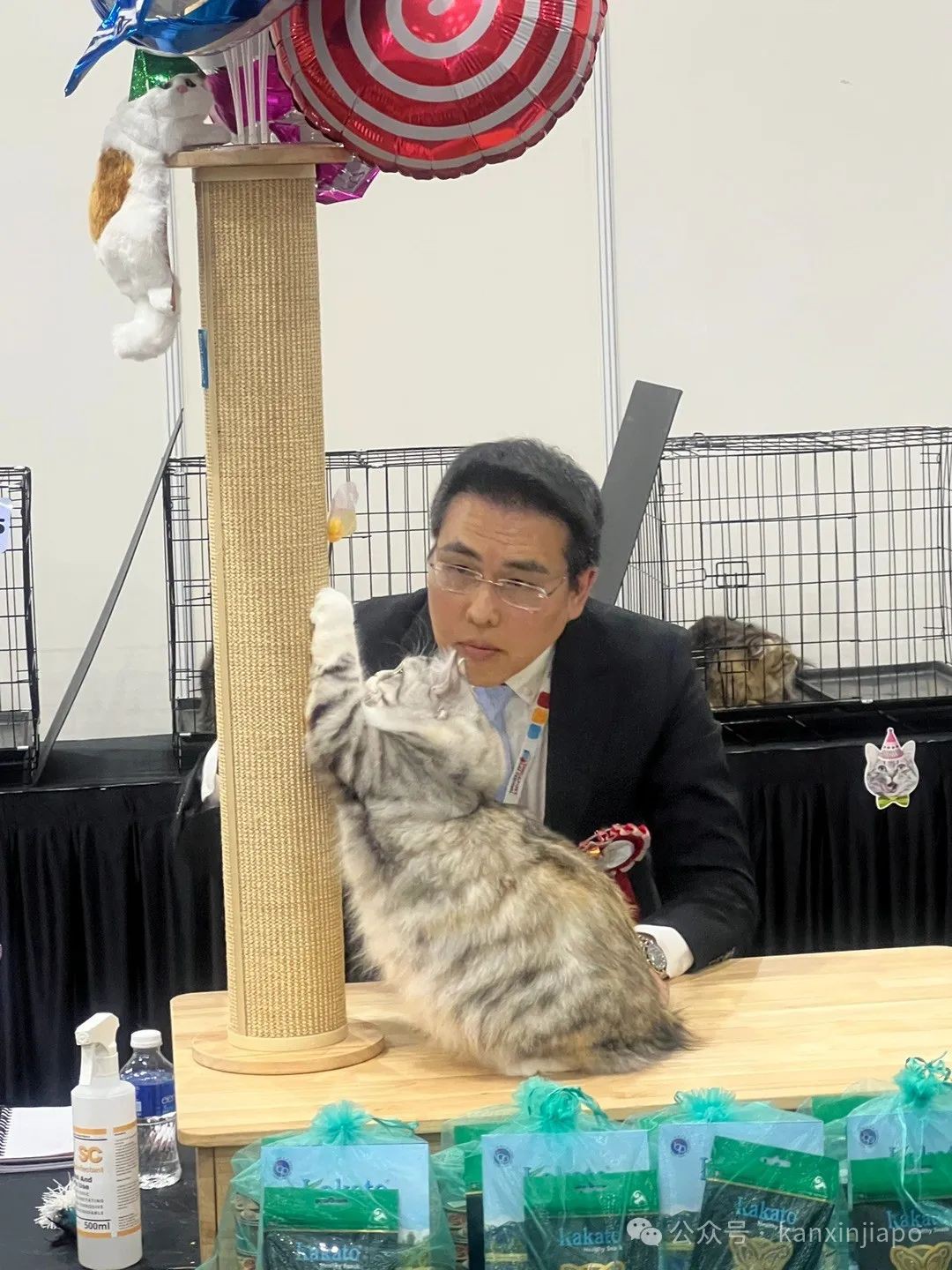 2024年新加坡猫咪节开幕啦,这里也有中国的狸花猫?!