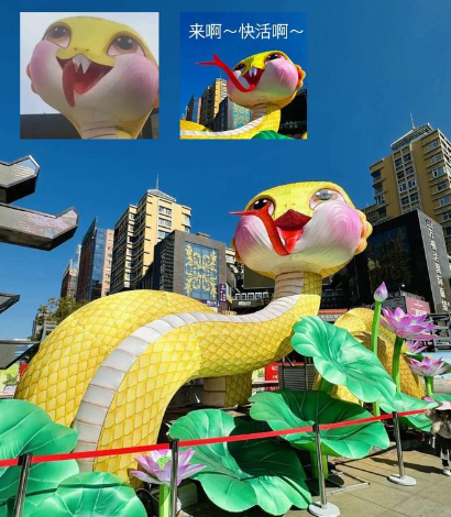 福蛇大比拼,福建江苏赢“麻”了!马尼拉的长这样