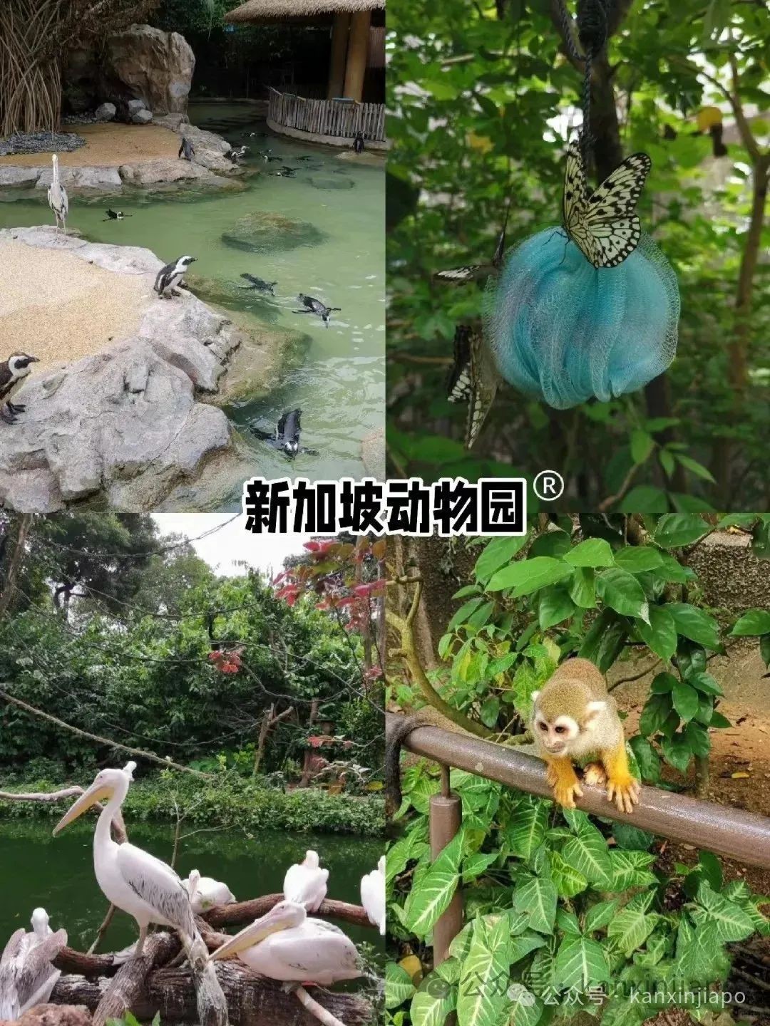 吐血整理!新加坡四大动物园完整攻略,这样买票最省钱