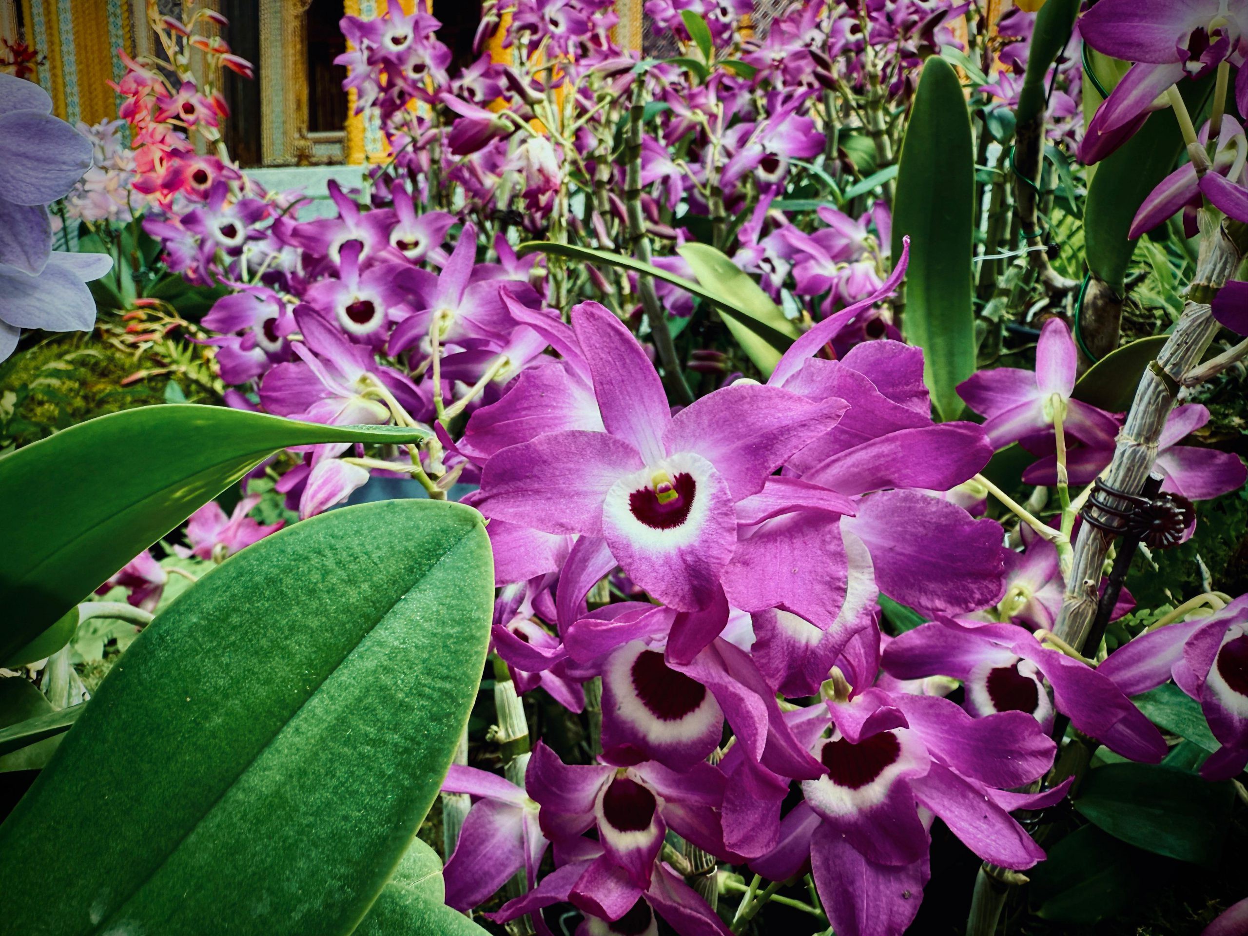 Dendrobium Snowflake ‘Red Star’