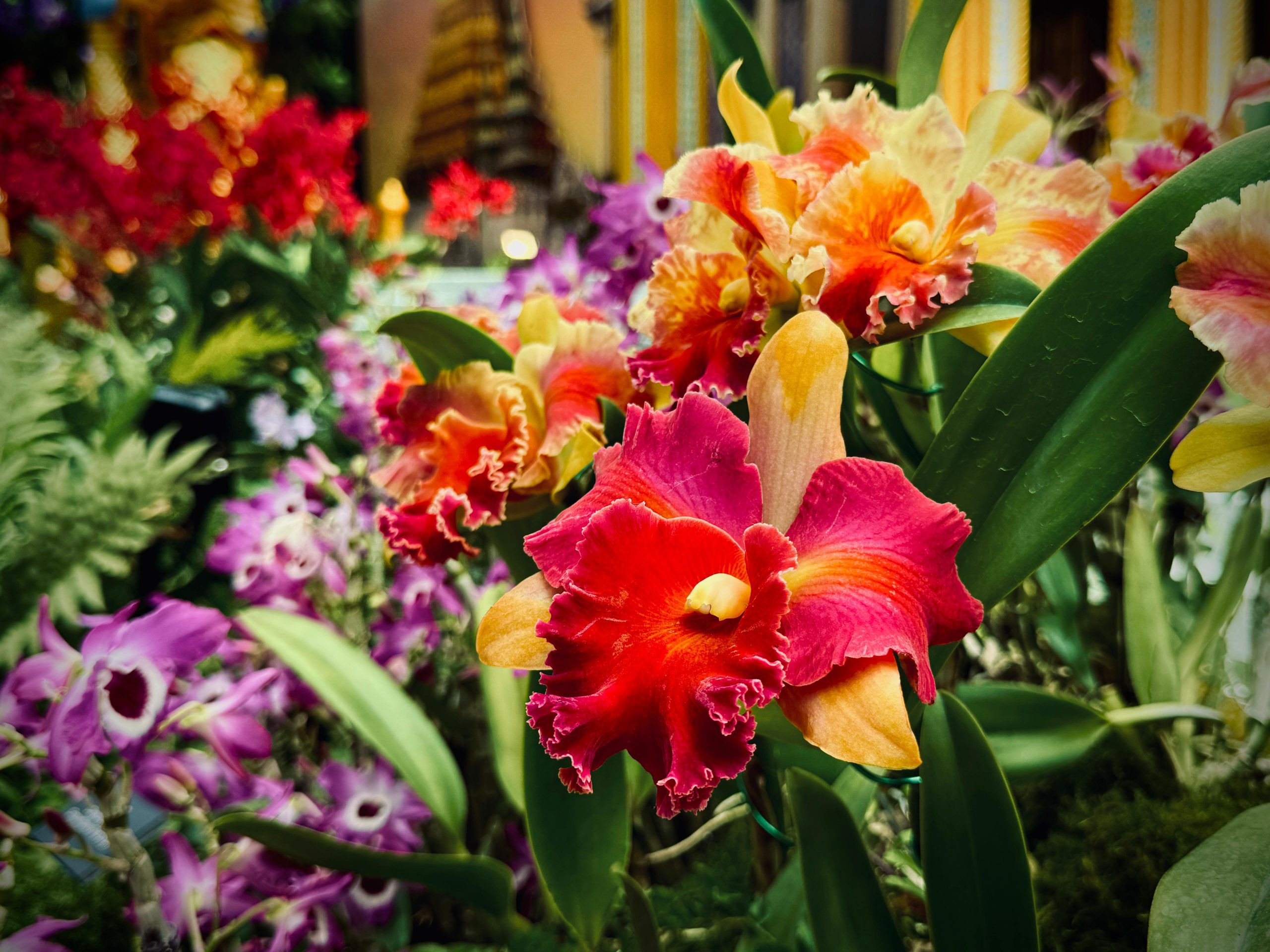 Rhyncholaeliocattleya Amazing Thailand