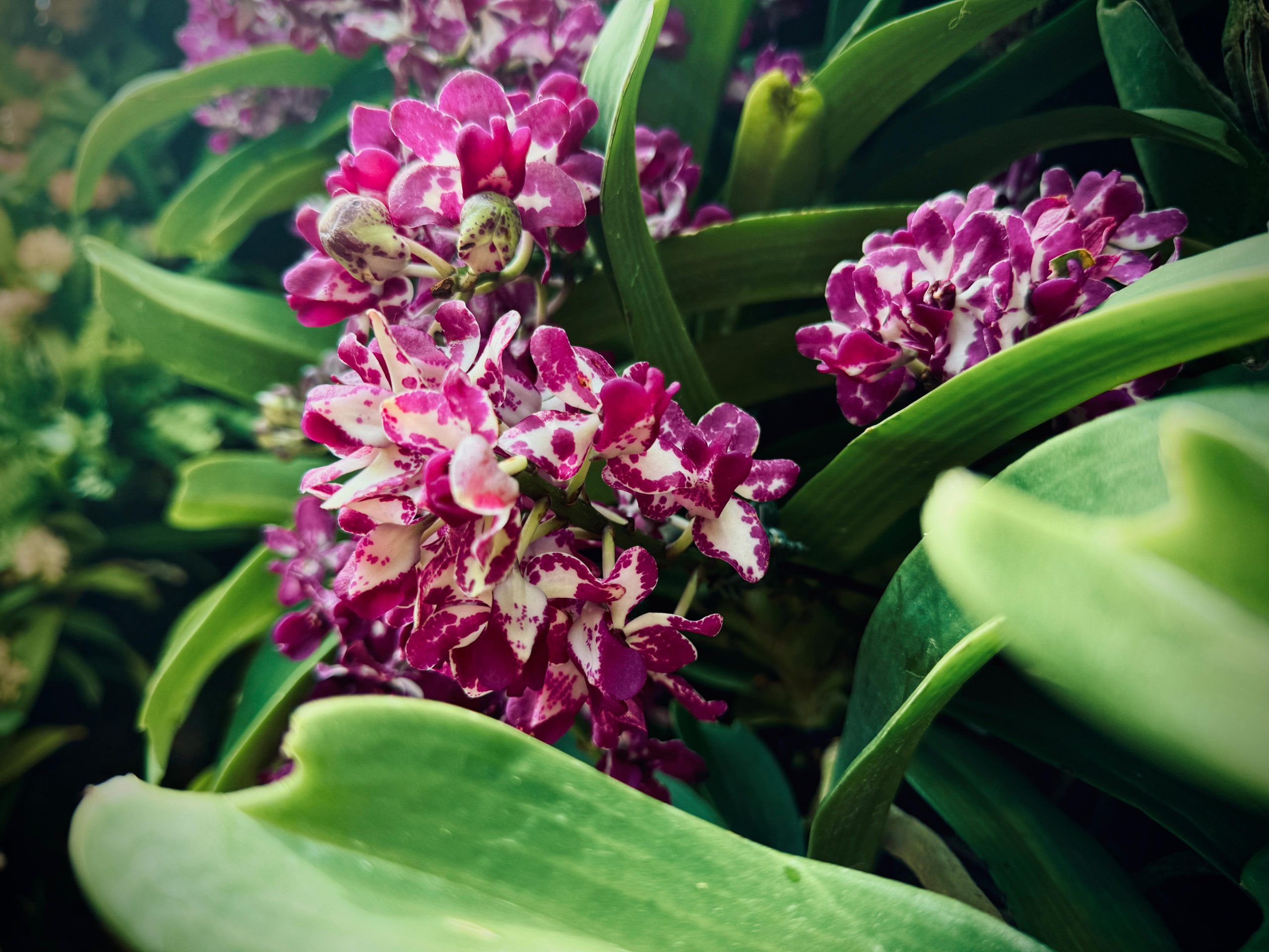 Rhynchostylis gigantea