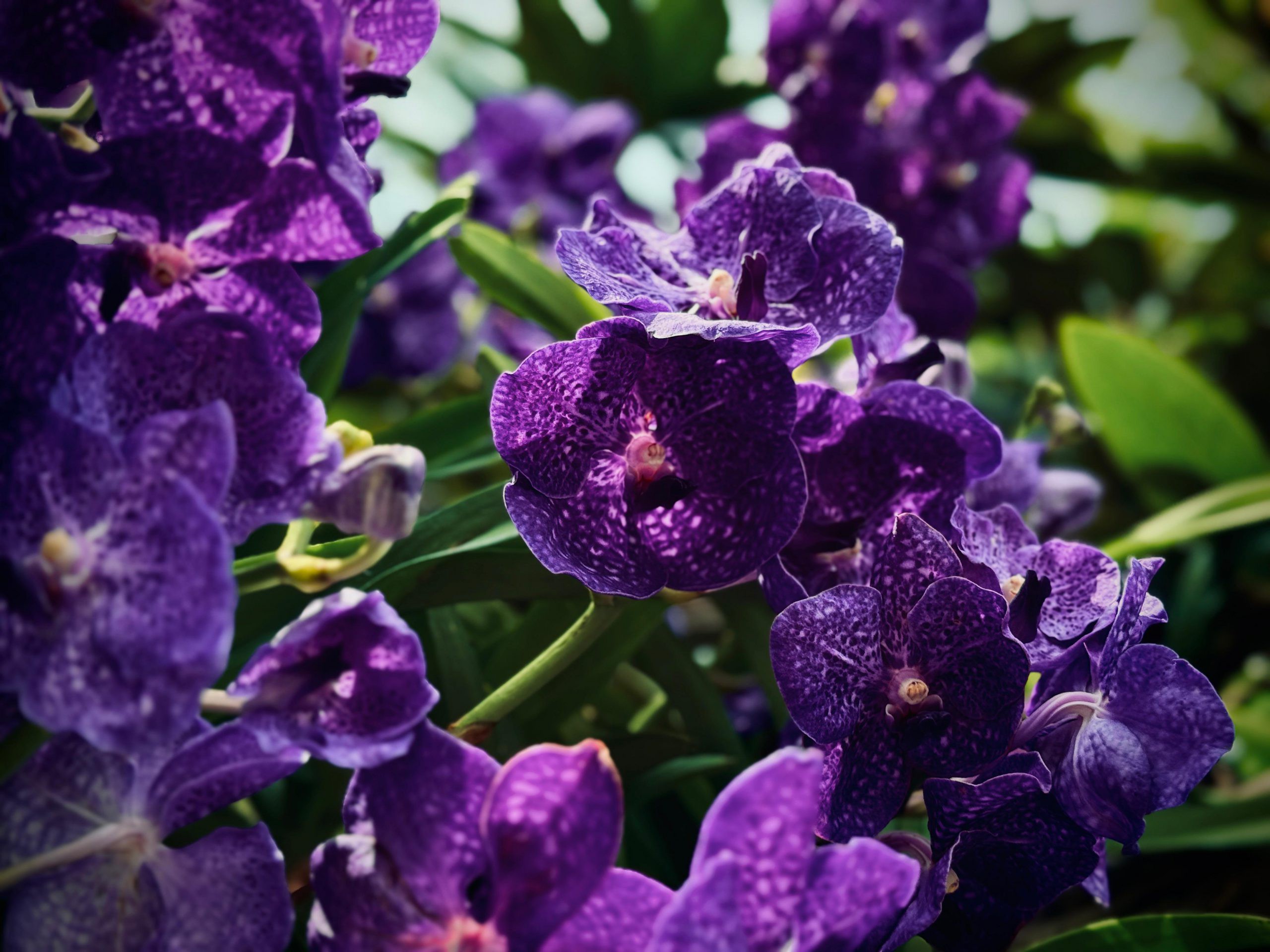 Vanda Somsri Blue Classic