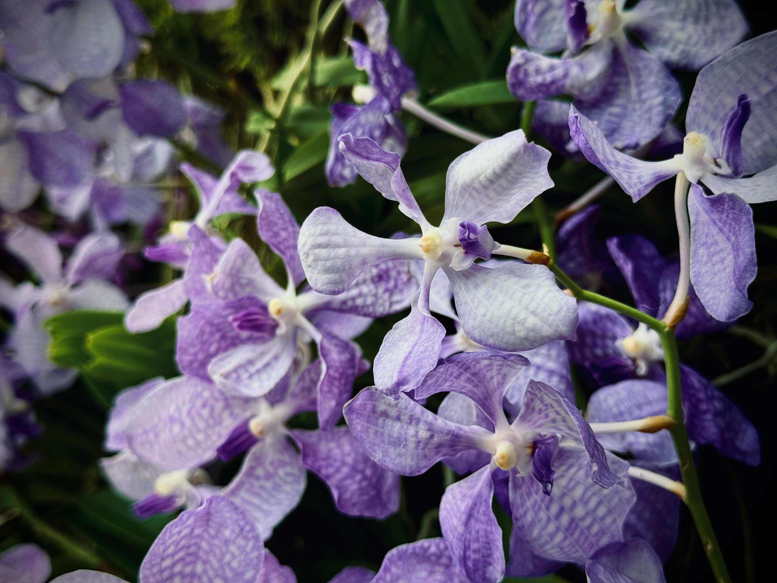 Vanda coerulea