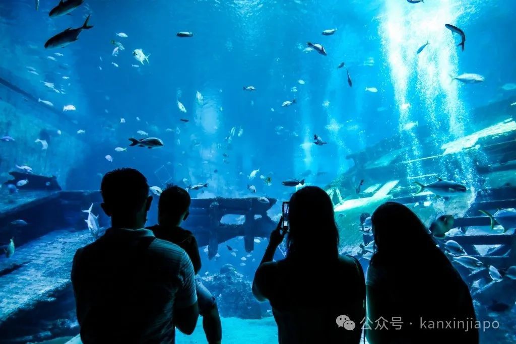 小黄人乐园、雨林探险园、迪士尼游轮...新加坡一波新景点即将开放,赶快码住