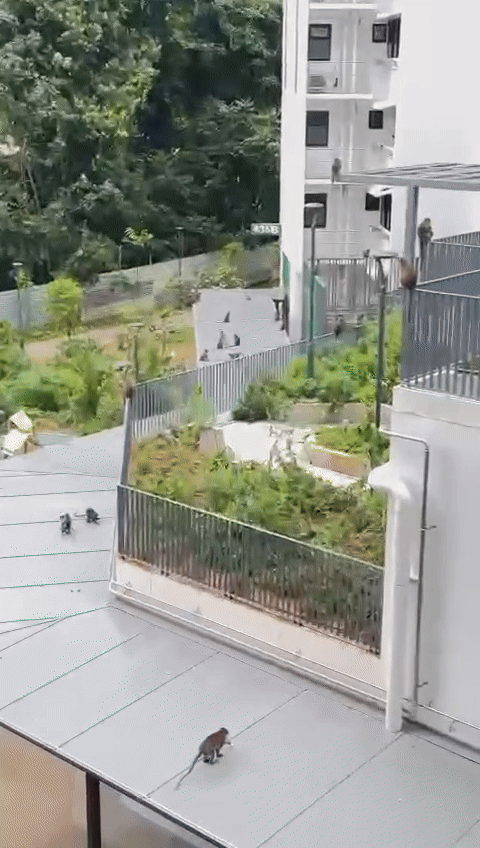 榜鹅的猴子军团