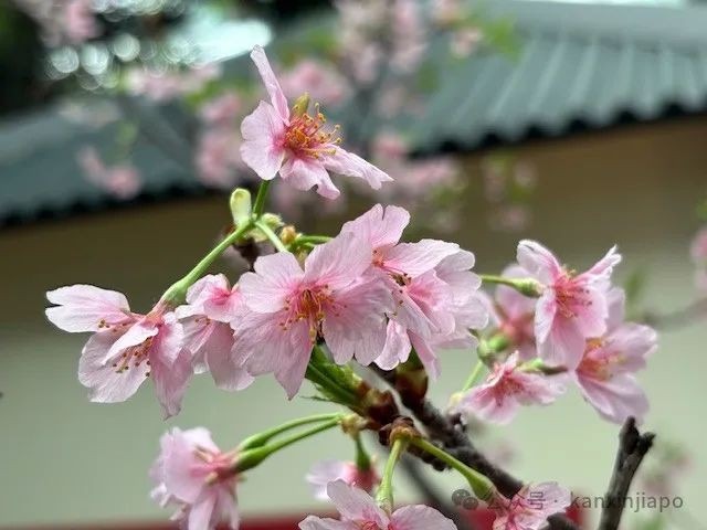 夜樱、竹灯笼、日式城堡!新加坡这个樱花展,一秒穿越到福冈