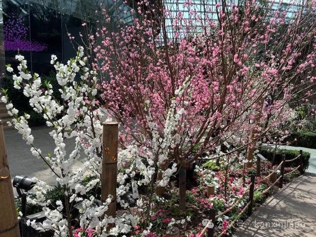 夜樱、竹灯笼、日式城堡!新加坡这个樱花展,一秒穿越到福冈