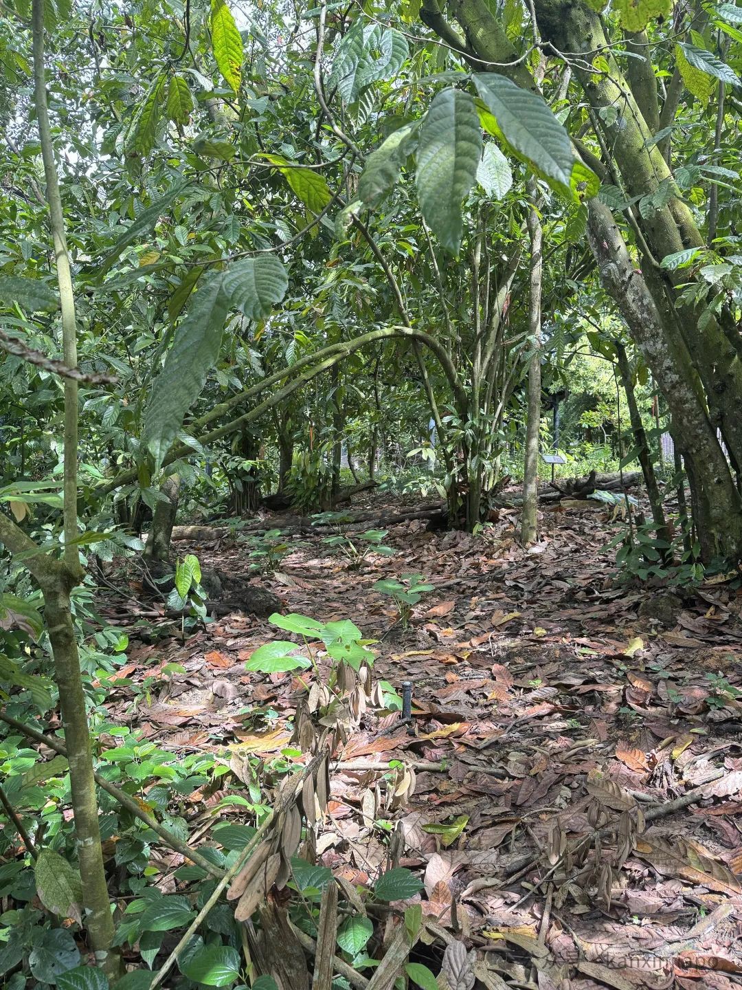新加坡新地标!雨林探险园多样玩法,沉浸式体验自然生态