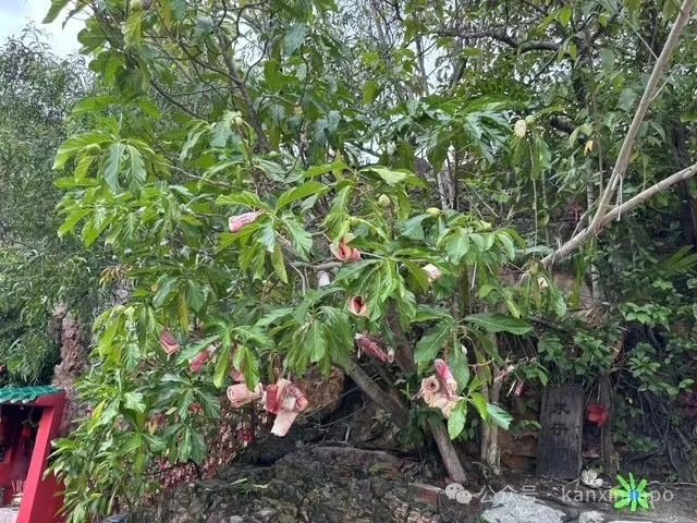 从新加坡CBD出发30分钟!这座小岛竟然藏着求财圣地