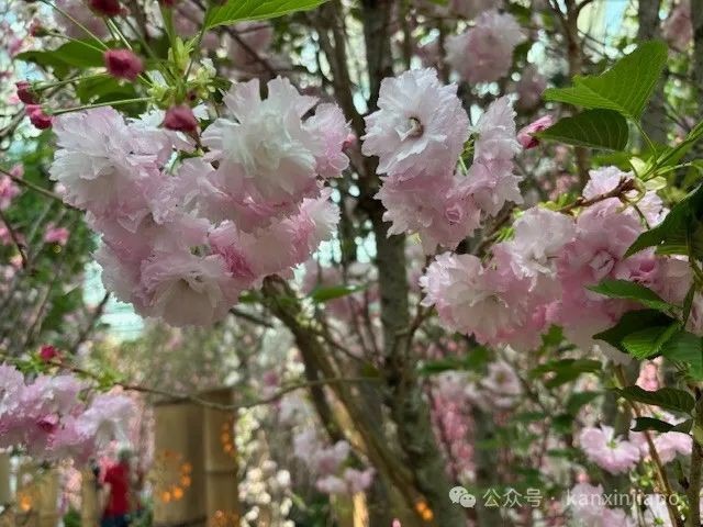 夜樱、竹灯笼、日式城堡!新加坡这个樱花展,一秒穿越到福冈