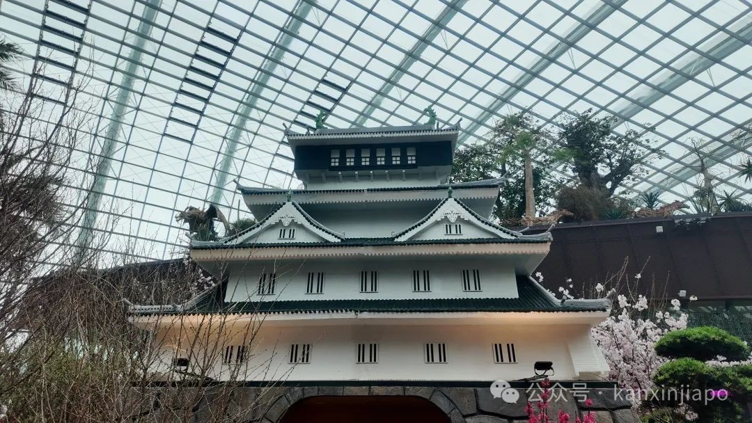 440棵樱花树空降滨海湾花园，新加坡这场花展绝了！