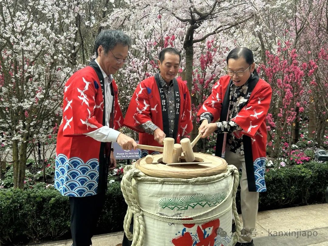 440棵樱花树空降滨海湾花园，新加坡这场花展绝了！
