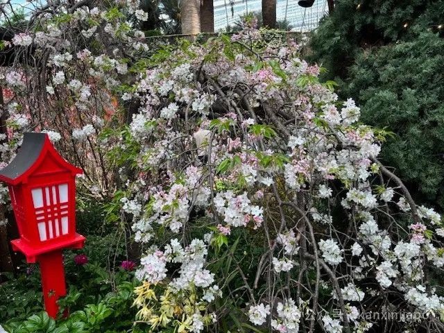 夜樱、竹灯笼、日式城堡!新加坡这个樱花展,一秒穿越到福冈