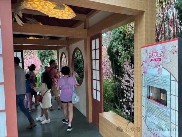 夜樱、竹灯笼、日式城堡!新加坡这个樱花展,一秒穿越到福冈