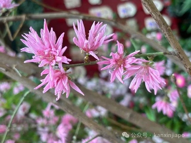 夜樱、竹灯笼、日式城堡!新加坡这个樱花展,一秒穿越到福冈