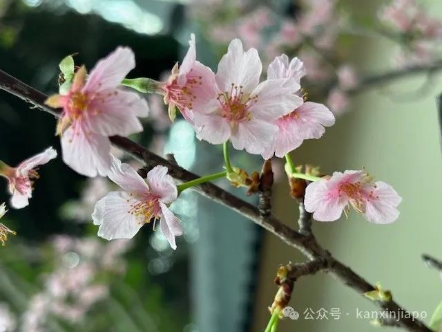 夜樱、竹灯笼、日式城堡!新加坡这个樱花展,一秒穿越到福冈