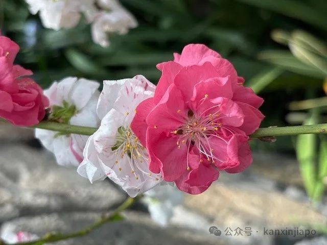 夜樱、竹灯笼、日式城堡!新加坡这个樱花展,一秒穿越到福冈