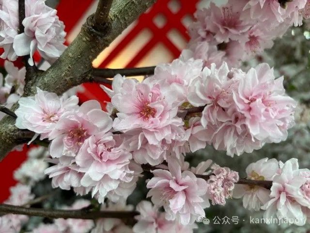夜樱、竹灯笼、日式城堡!新加坡这个樱花展,一秒穿越到福冈