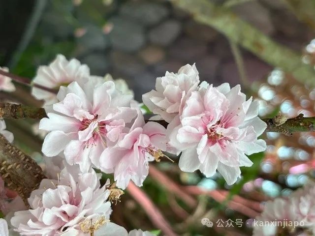 超美!新加坡樱花展夜樱竹灯笼直达福冈风情