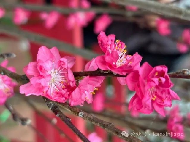 夜樱、竹灯笼、日式城堡!新加坡这个樱花展,一秒穿越到福冈
