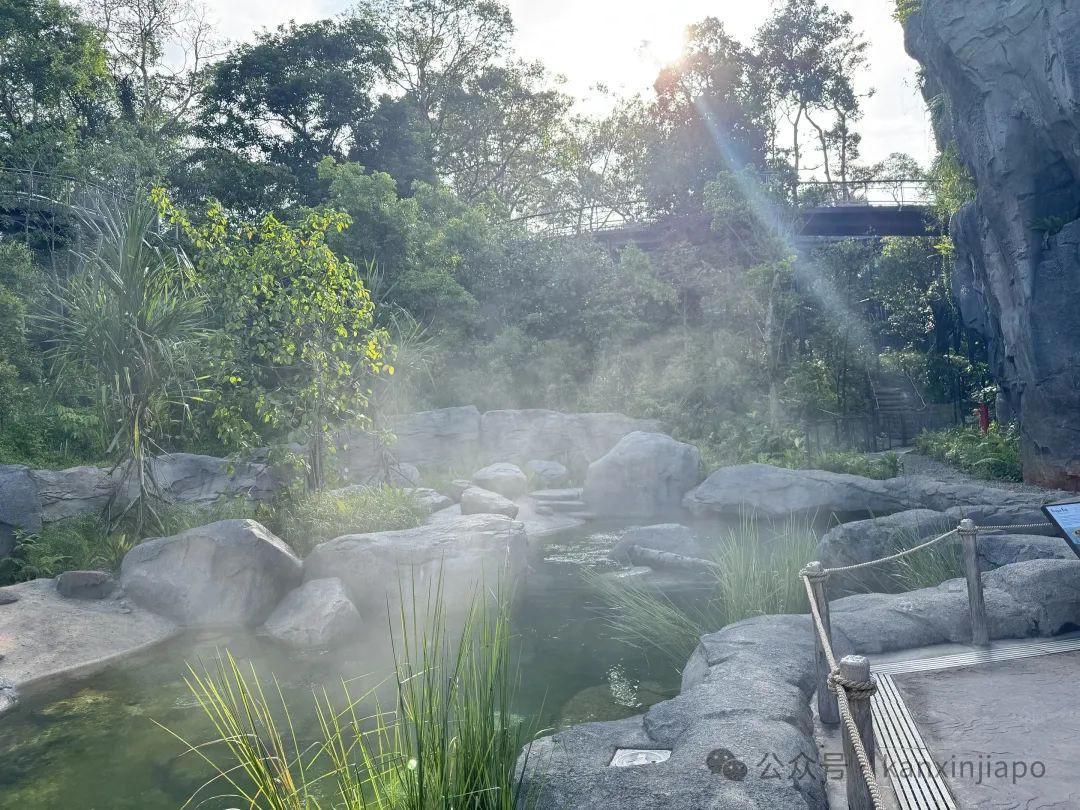 新加坡新地标!雨林探险园多样玩法,沉浸式体验自然生态