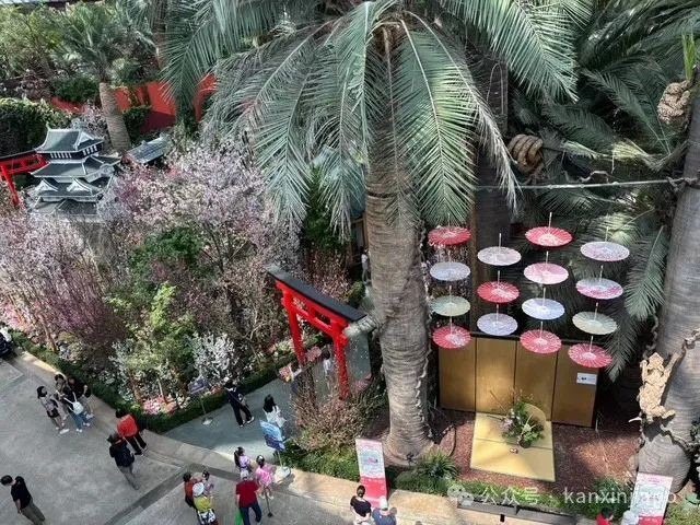 夜樱、竹灯笼、日式城堡!新加坡这个樱花展,一秒穿越到福冈