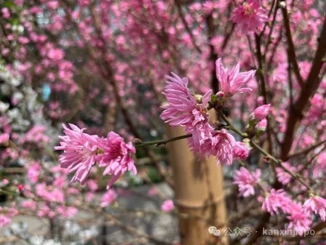 夜樱、竹灯笼、日式城堡!新加坡这个樱花展,一秒穿越到福冈