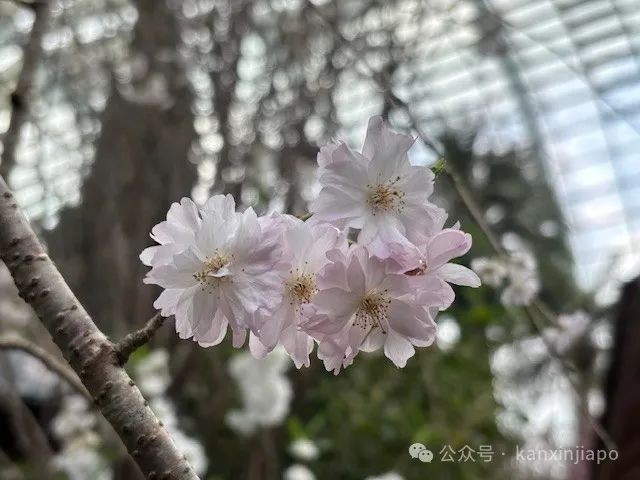 夜樱、竹灯笼、日式城堡!新加坡这个樱花展,一秒穿越到福冈
