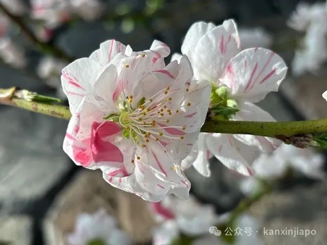 夜樱、竹灯笼、日式城堡!新加坡这个樱花展,一秒穿越到福冈