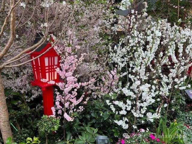 夜樱、竹灯笼、日式城堡!新加坡这个樱花展,一秒穿越到福冈
