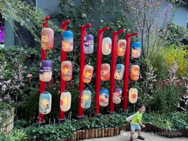 夜樱、竹灯笼、日式城堡!新加坡这个樱花展,一秒穿越到福冈