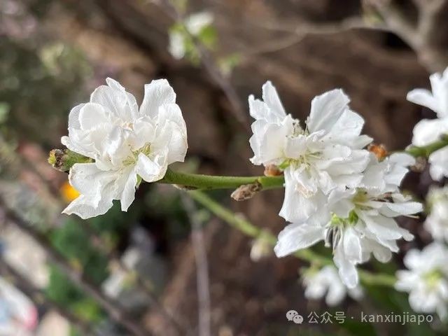 夜樱、竹灯笼、日式城堡!新加坡这个樱花展,一秒穿越到福冈