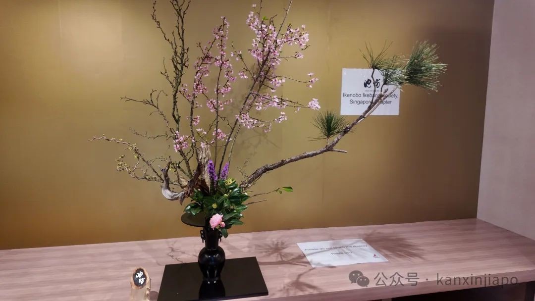 440棵樱花树空降滨海湾花园，新加坡这场花展绝了！