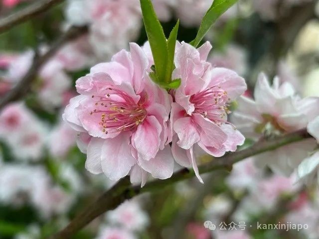 夜樱、竹灯笼、日式城堡!新加坡这个樱花展,一秒穿越到福冈