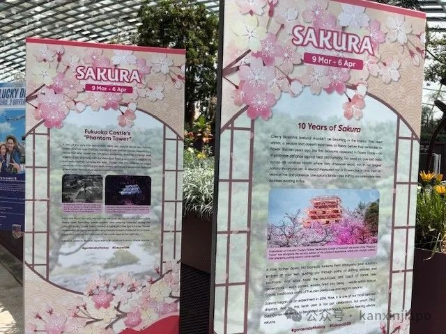夜樱、竹灯笼、日式城堡!新加坡这个樱花展,一秒穿越到福冈
