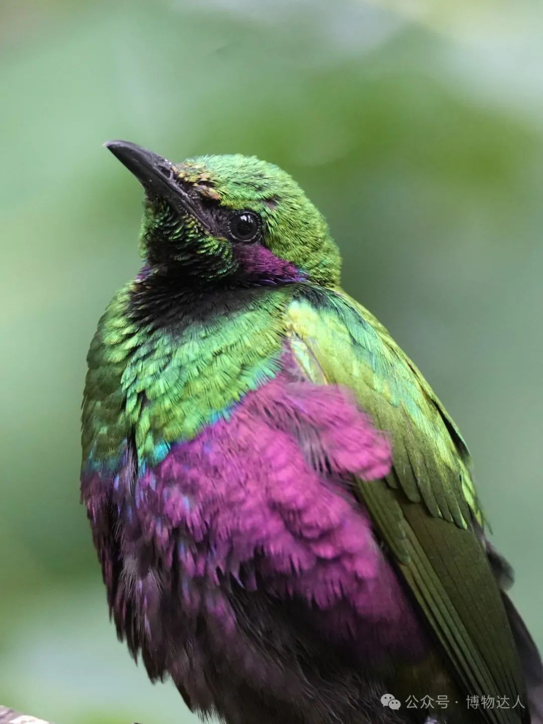 新加坡生态游：5天邂逅鼯猴、湾鳄，探索2000+珍稀物种