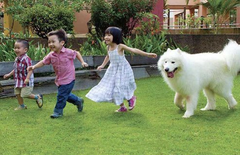 在新加坡捡到漂亮黄鹂鸟,能带回家养吗?