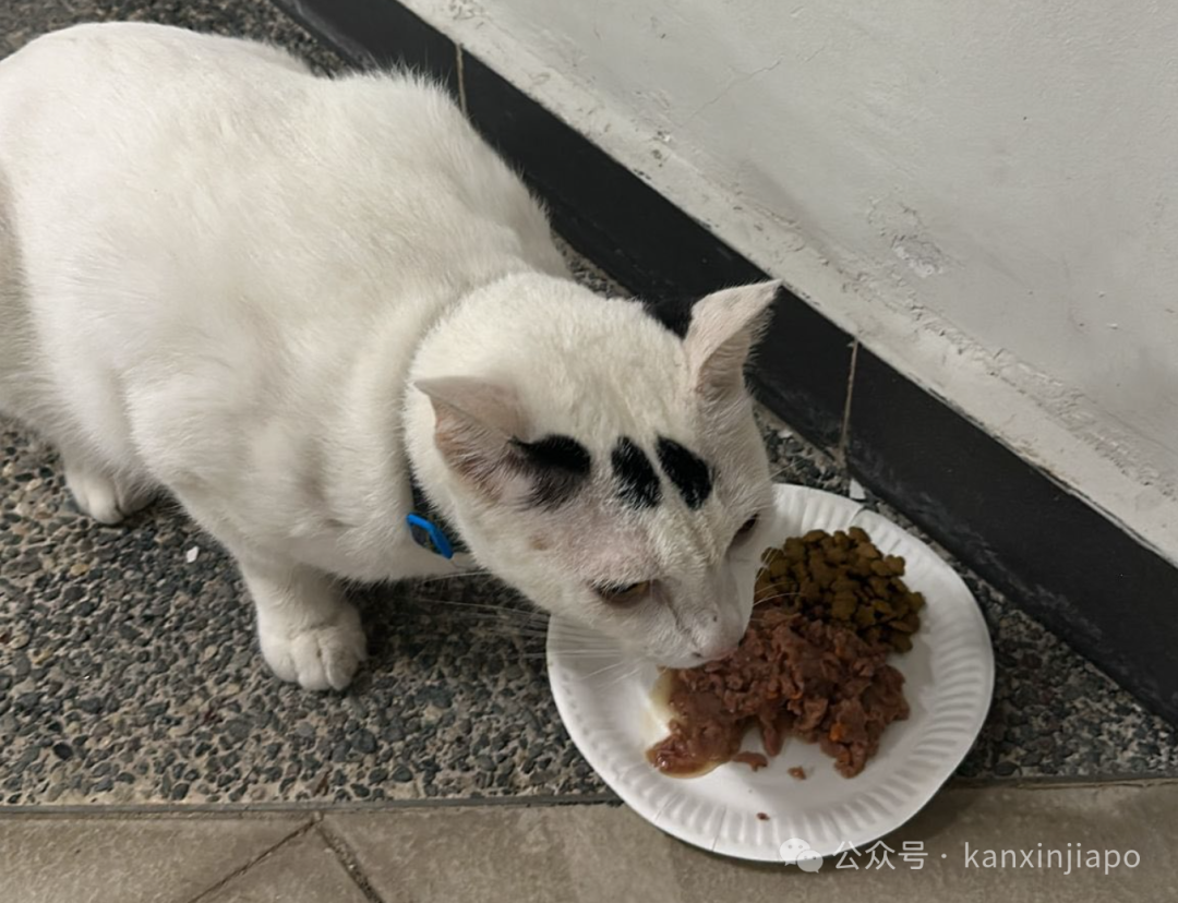 猫咪被虐致死，死状凄惨恐怖，新加坡律政部长怒斥：非人行为！